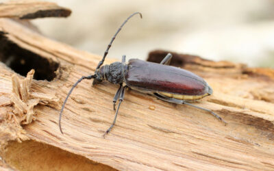 Capricorne dans une charpente, comment s’en protéger ?