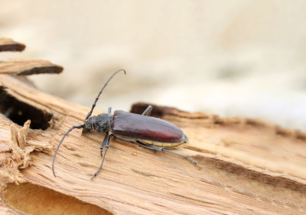 capricorne-charpente-en-bois